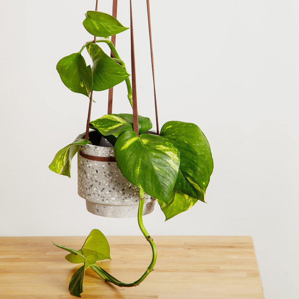 terrazzo hanging planter Terrazzo Hanging Planter– Pacific Bright